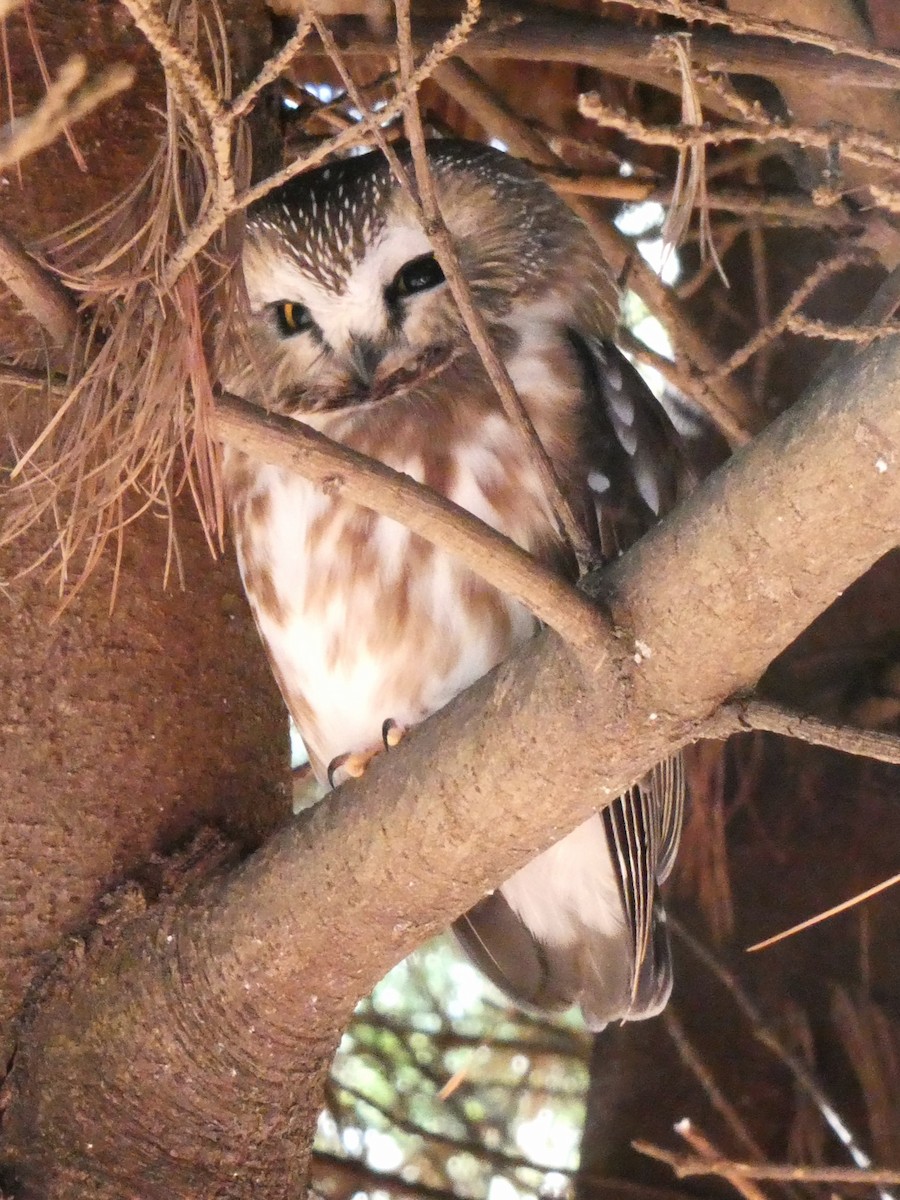 Northern Saw-whet Owl - ML612169068