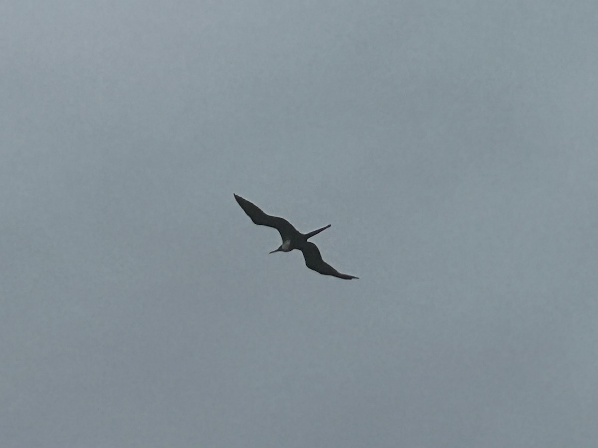 Magnificent Frigatebird - ML612169103