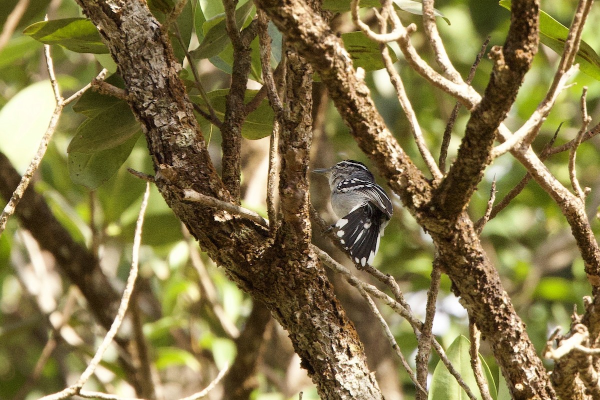 Spot-tailed Antwren - ML612169156