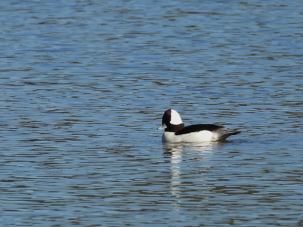 Bufflehead - ML612169294