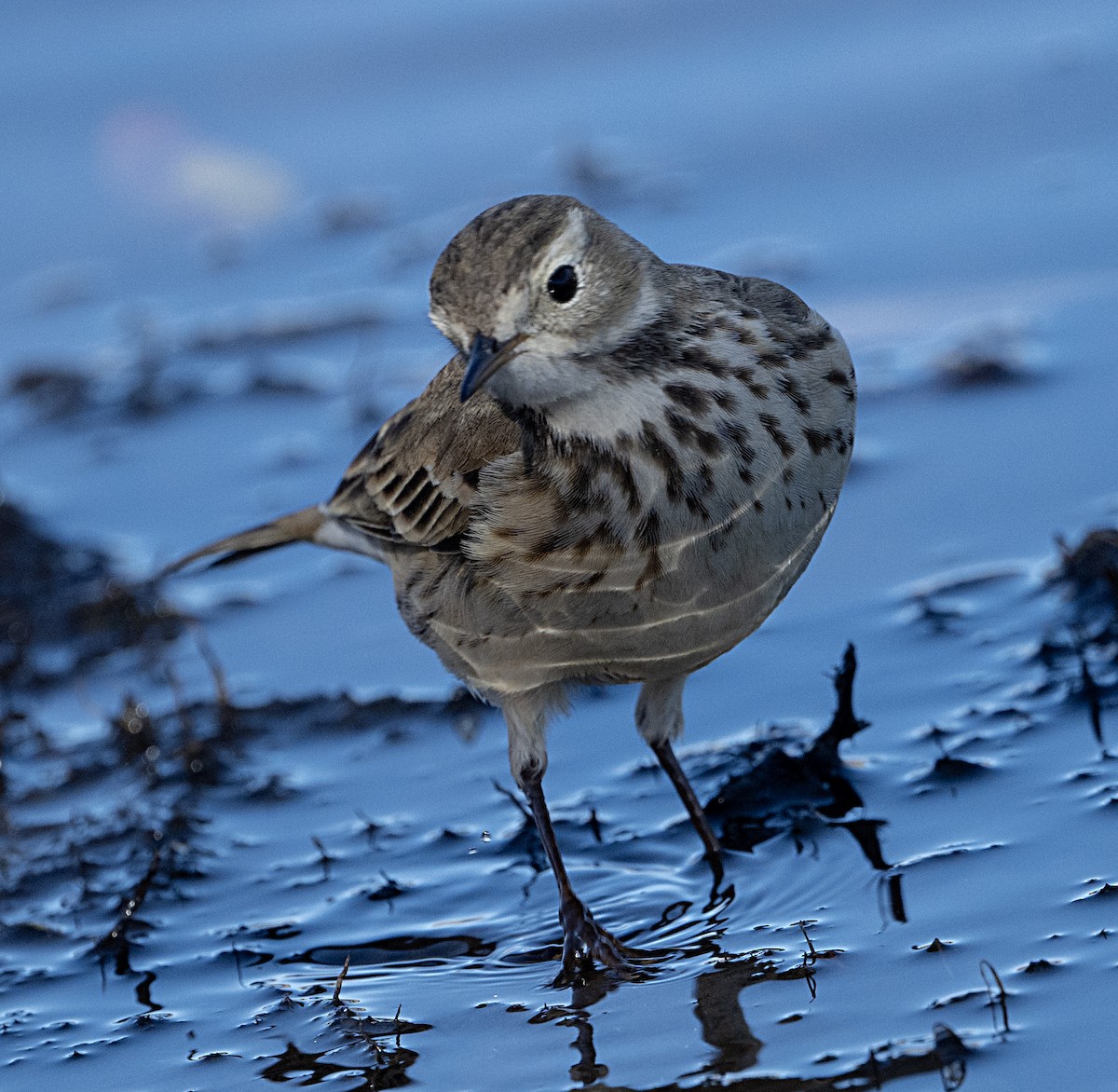 American Pipit - Terry  Hurst