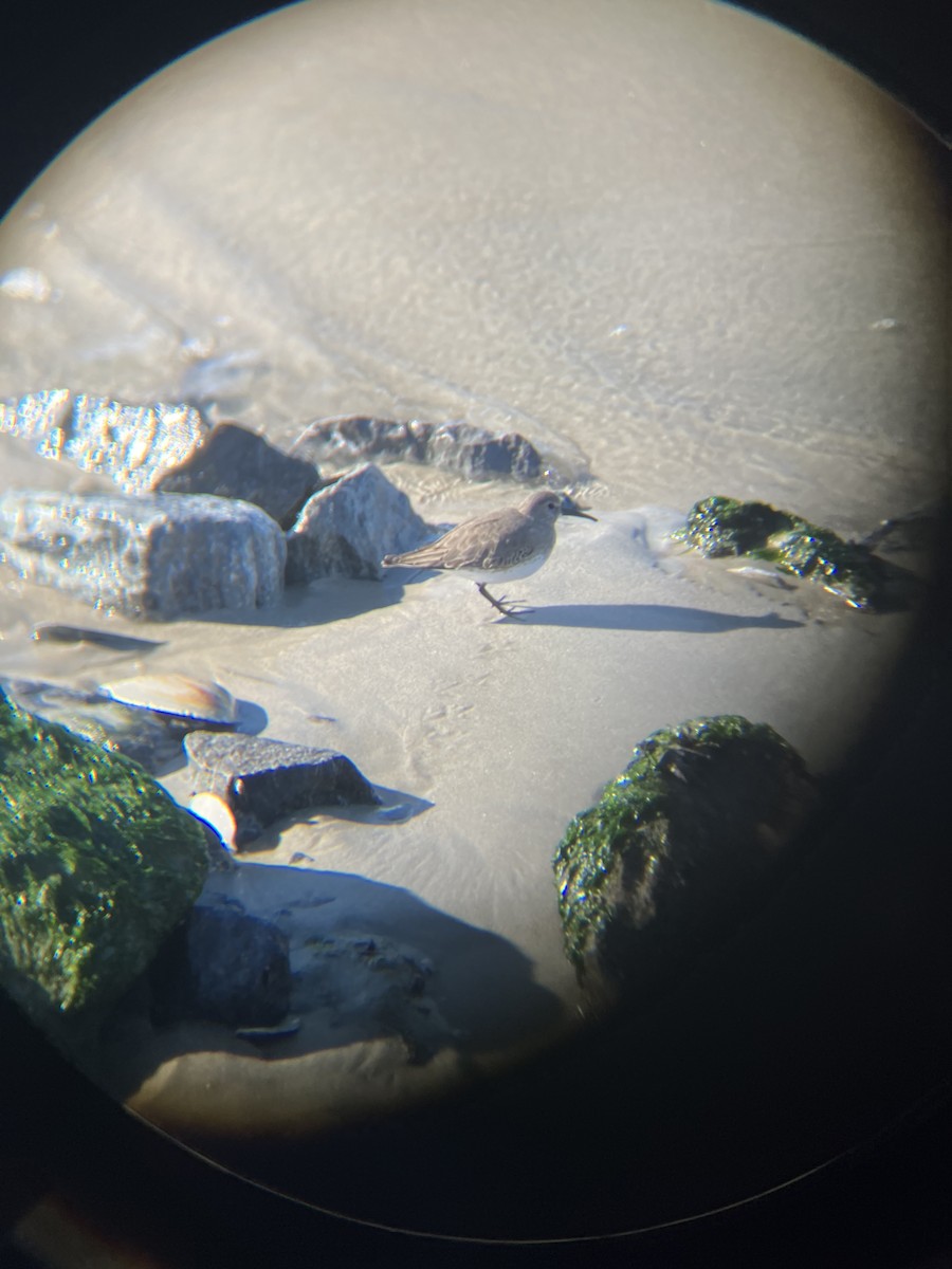 Dunlin - ML612169452