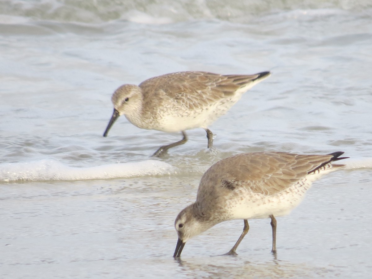 Red Knot - ML612169513