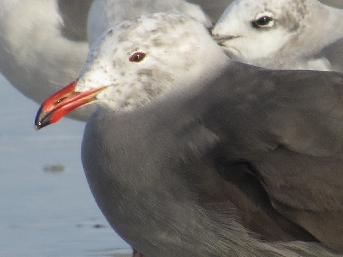 Heermann's Gull - ML612169532