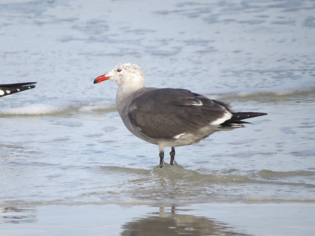 Heermann's Gull - ML612169534