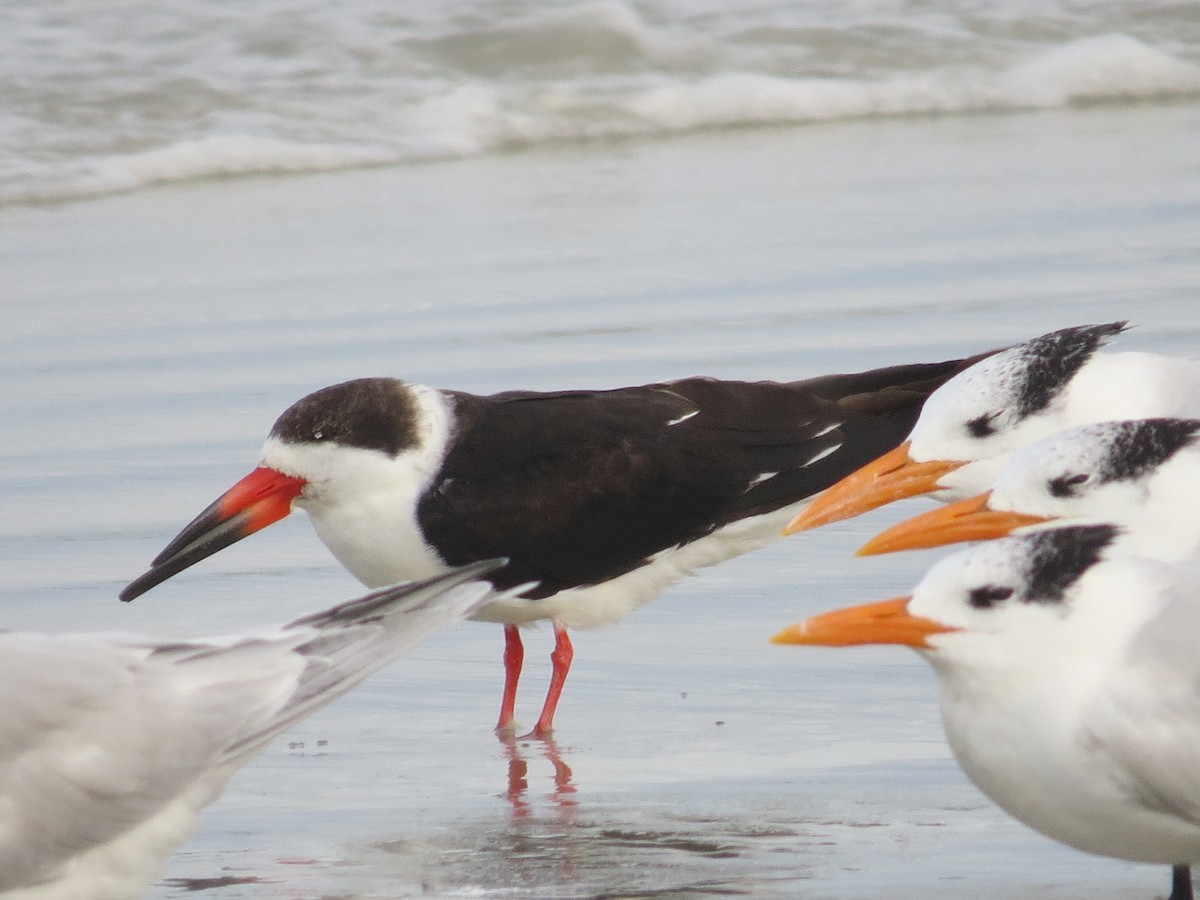 Black Skimmer - ML612169543
