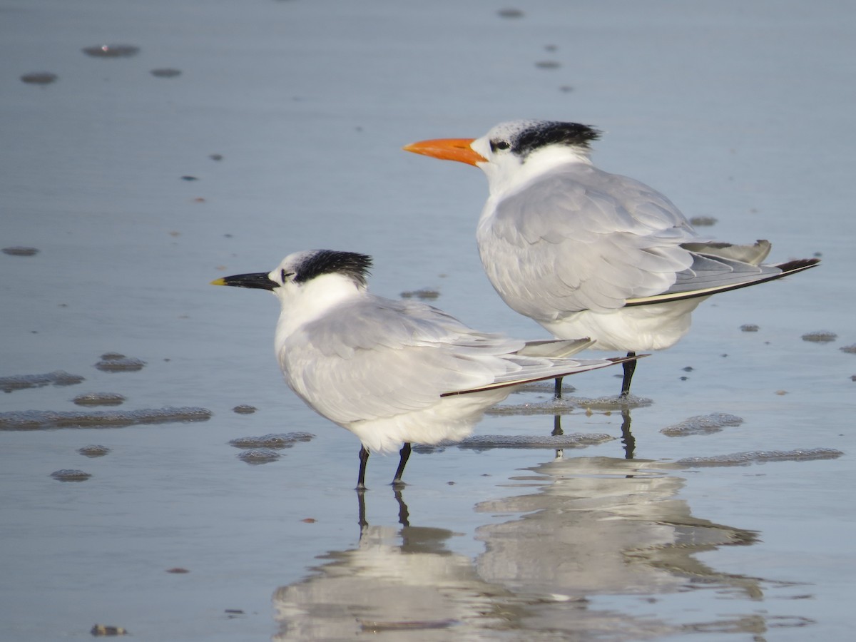 Sandwich Tern - ML612169553