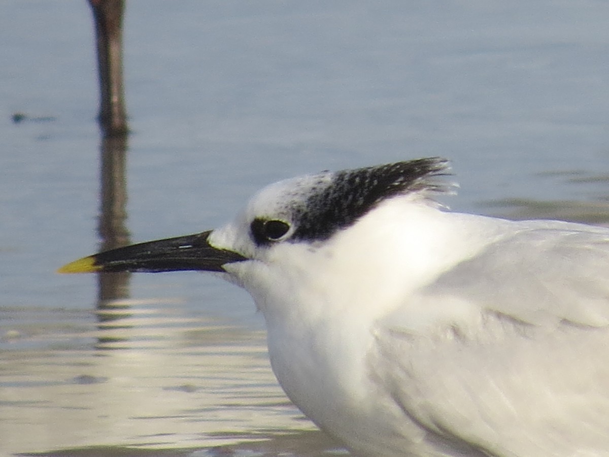 Sandwich Tern - ML612169554