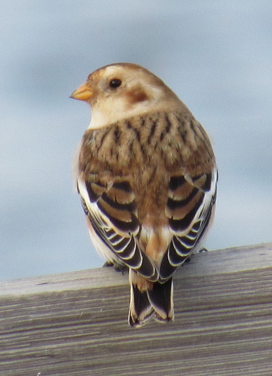 Snow Bunting - ML612169601