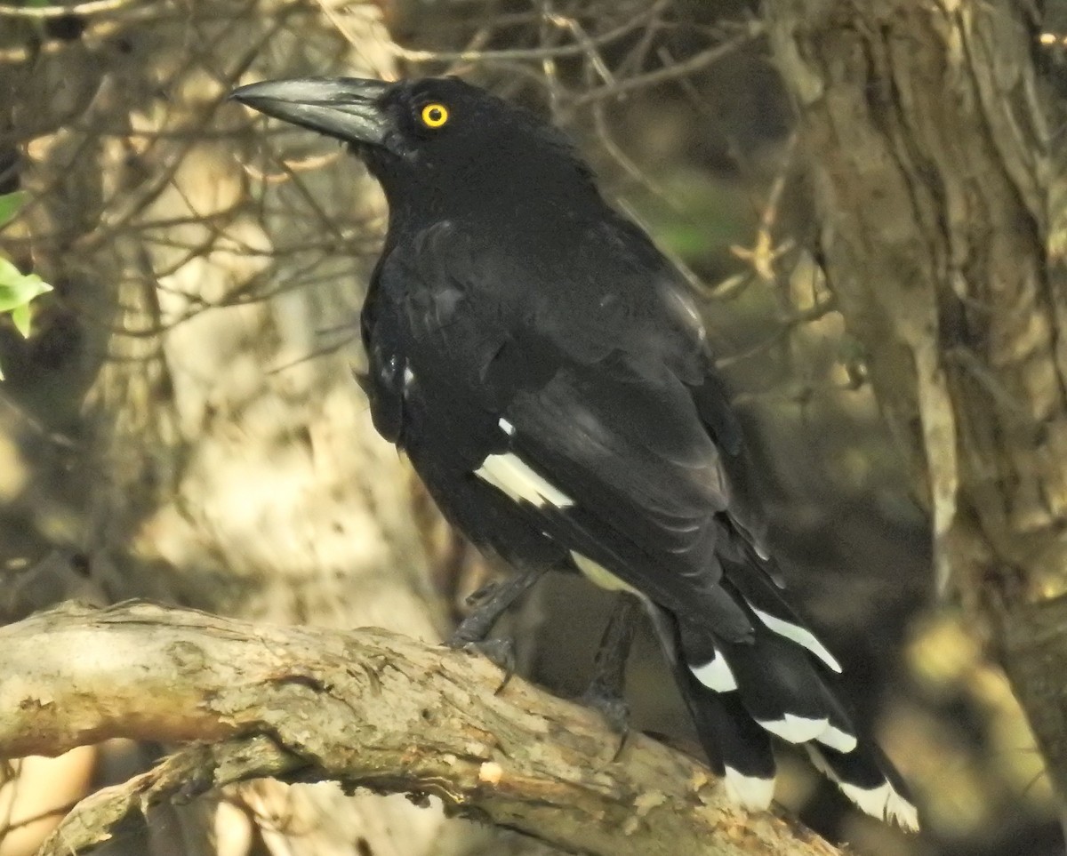 Pied Currawong - ML612169659