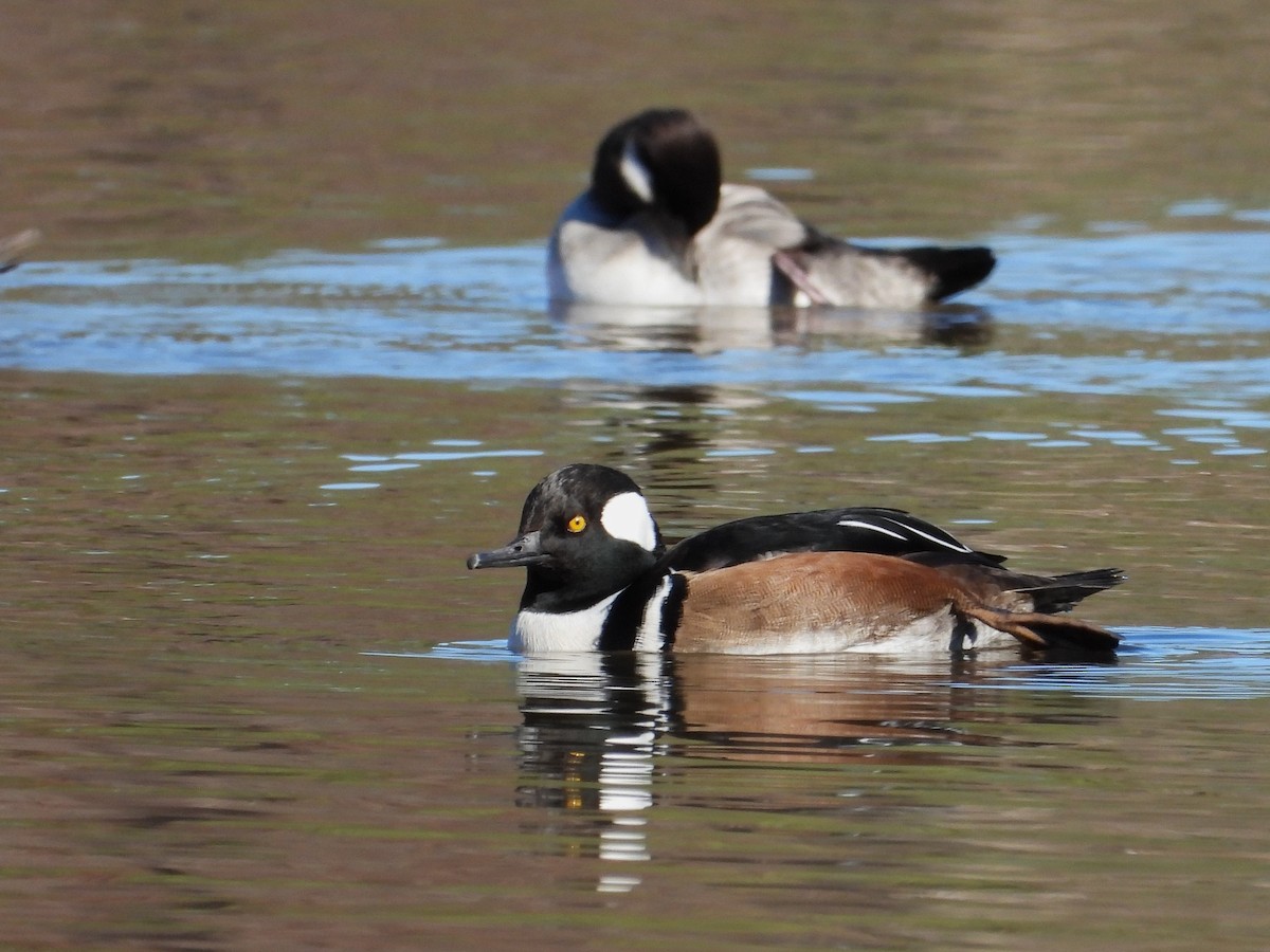 Hooded Merganser - ML612169718