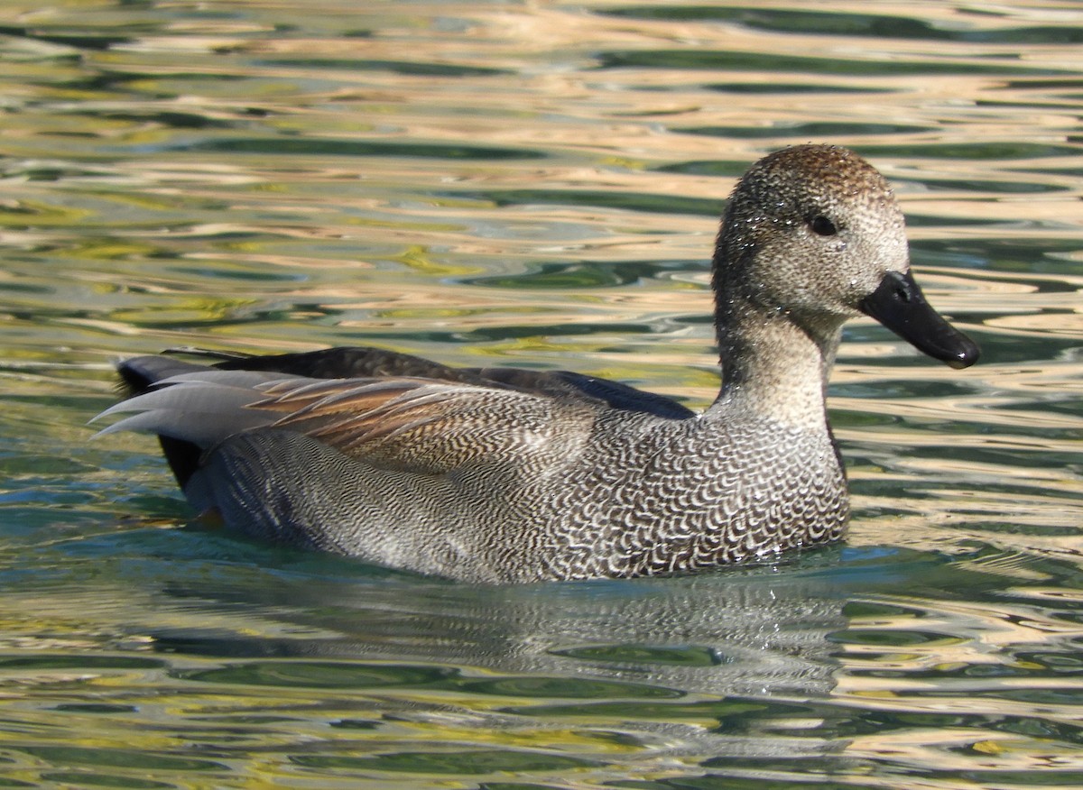 Gadwall - Julie Szabo