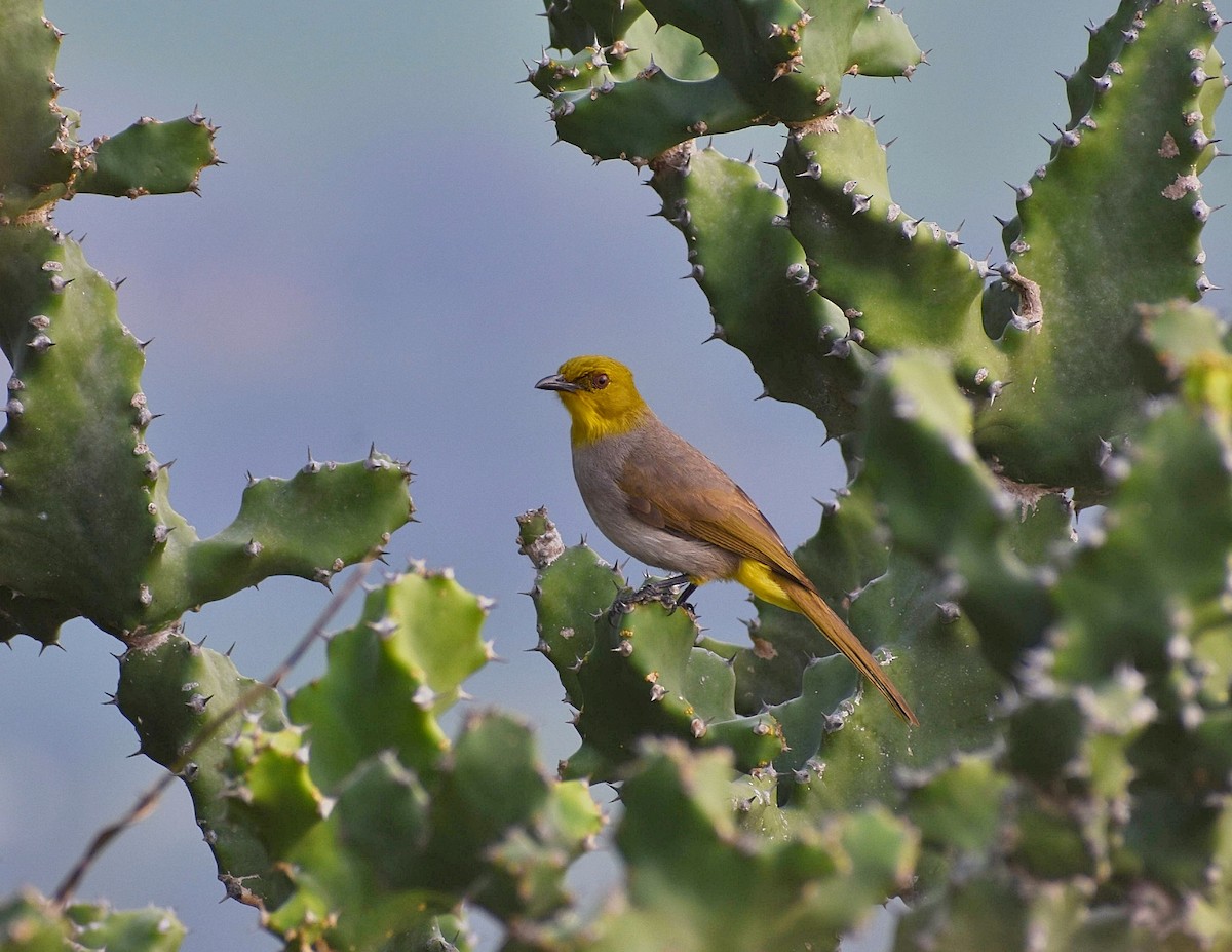 Yellow-throated Bulbul - ML612169771