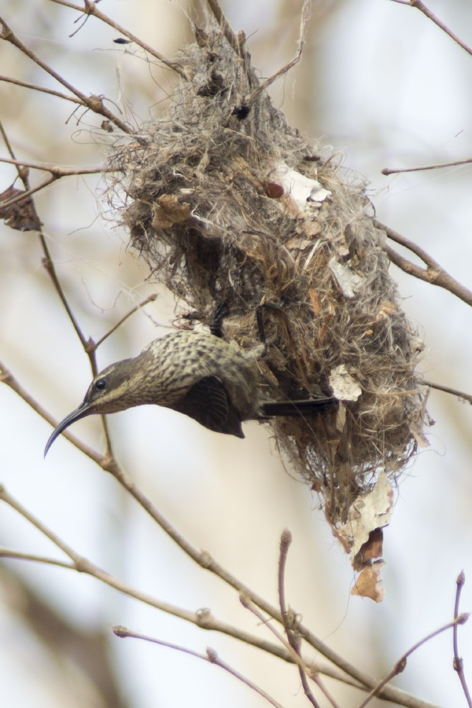 Malagasy Sunbird - ML612169958