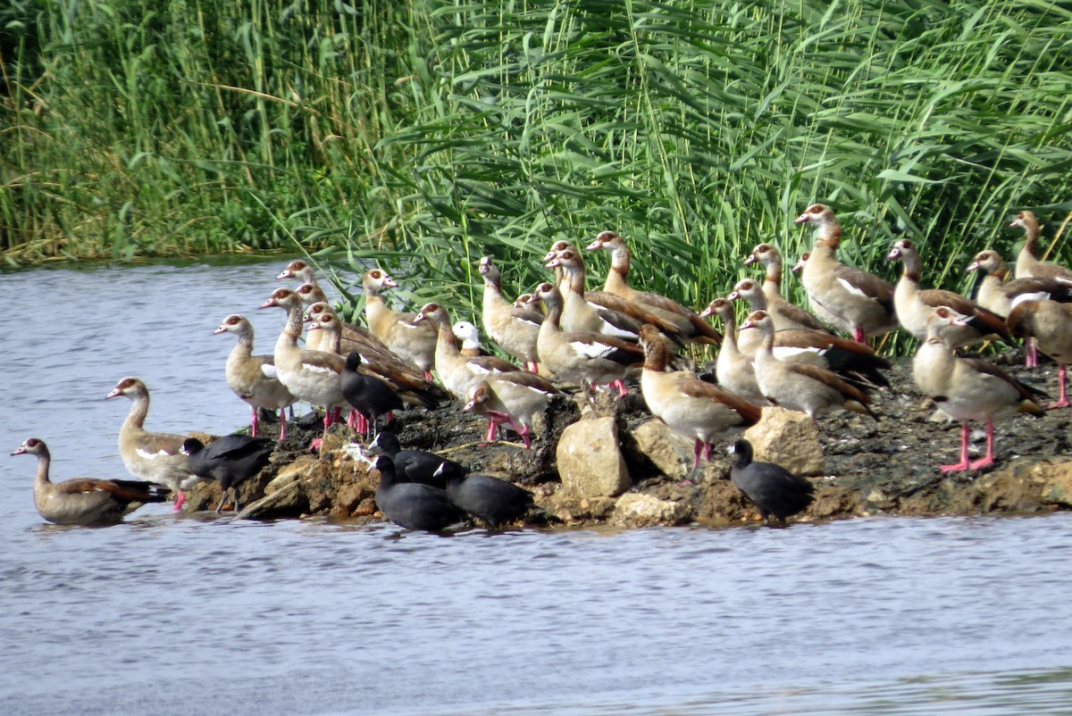 Nilgans - ML612169994