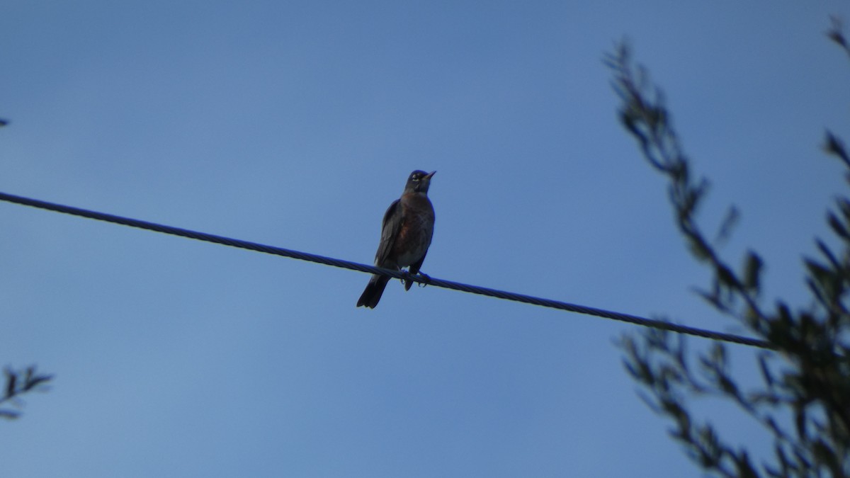 American Robin - ML612170006