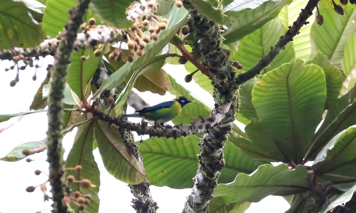 Blue-whiskered Tanager - Anne Bielamowicz