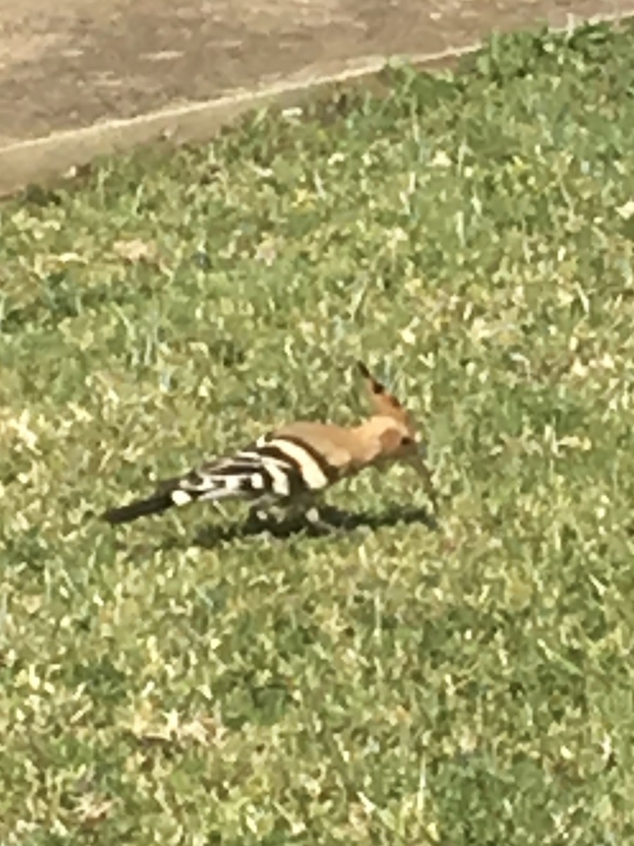 Eurasian Hoopoe - ML612170029