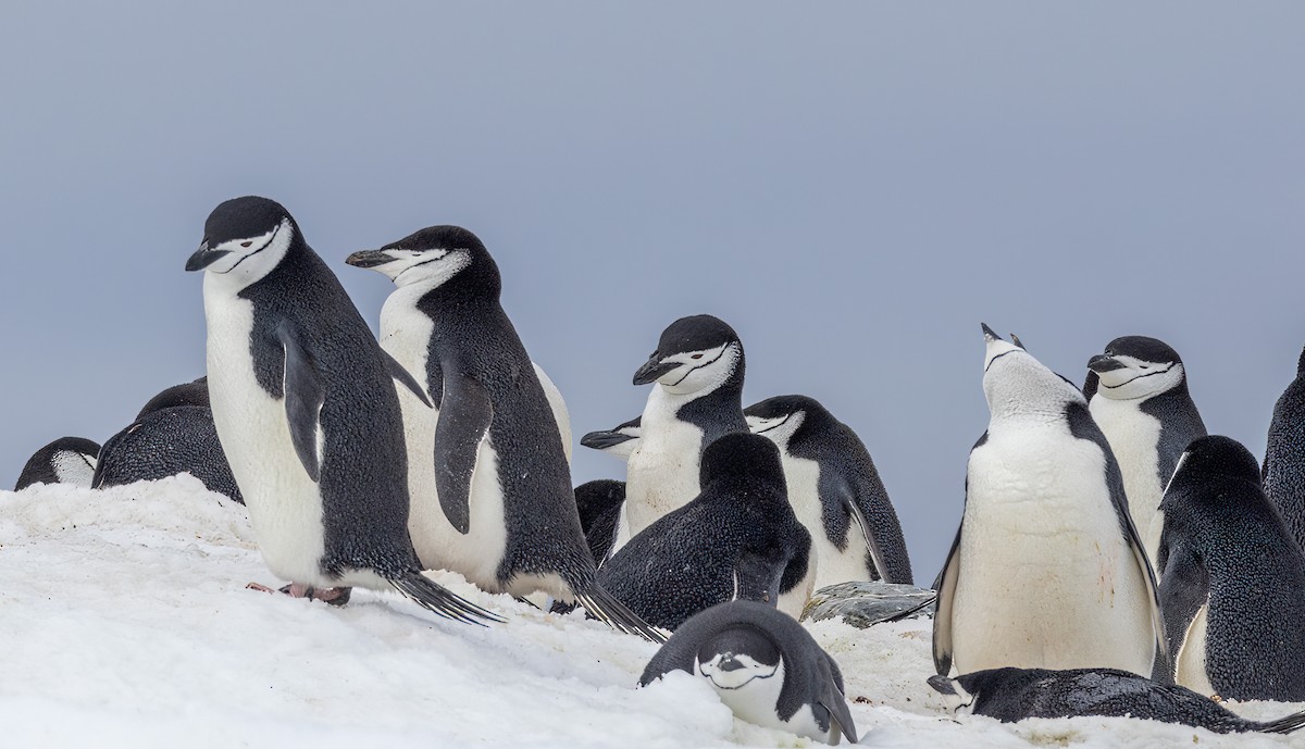 Chinstrap Penguin - ML612170043