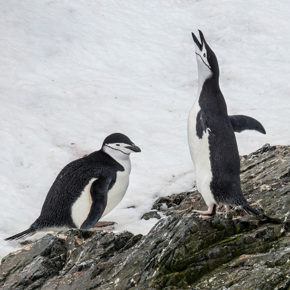 Chinstrap Penguin - ML612170047