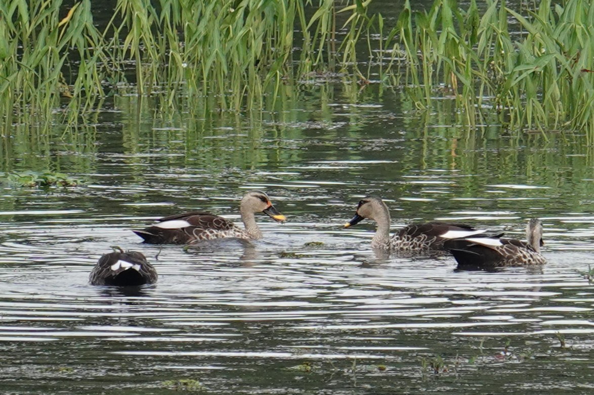 Indian Spot-billed Duck - ML612170067