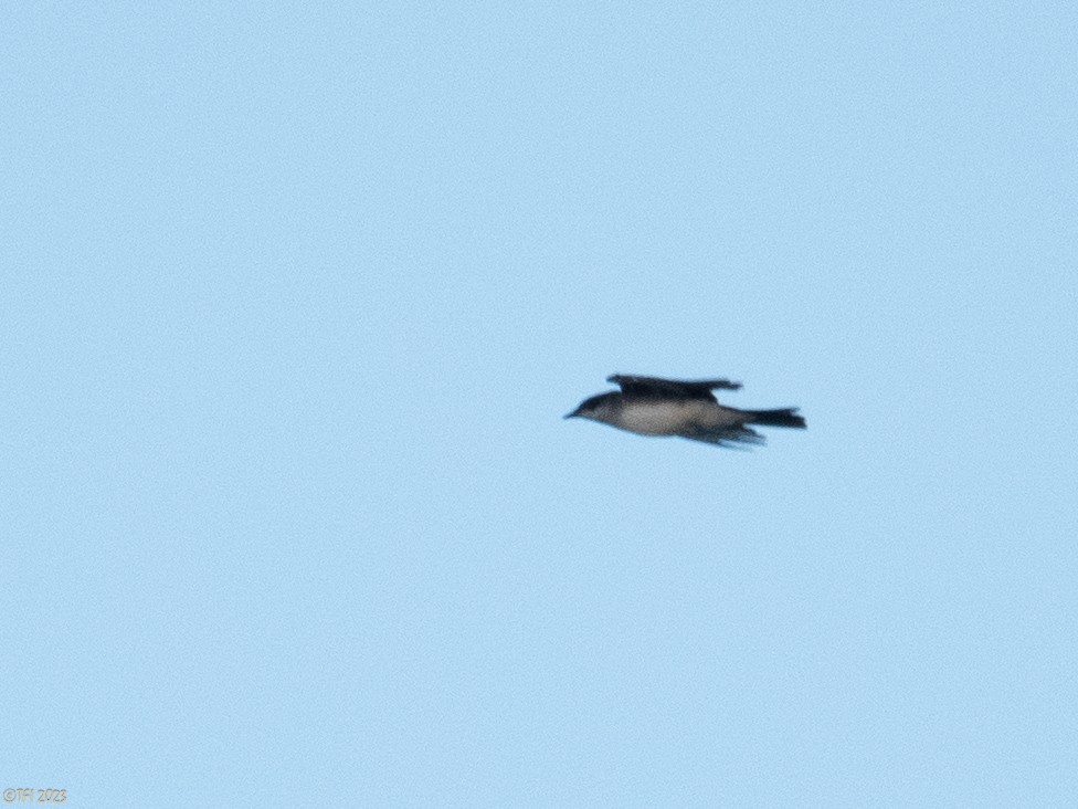 Eastern Kingbird - ML612170124