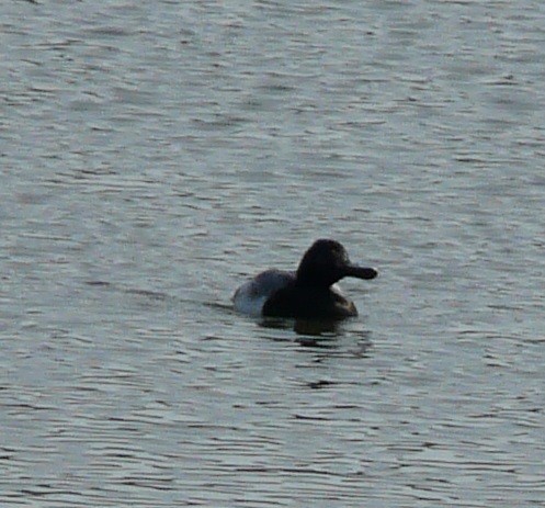 Lesser Scaup - ML612170179