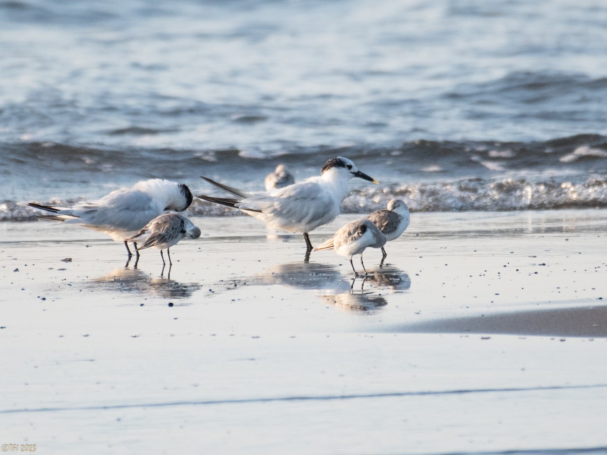 Sandwich Tern - ML612170197