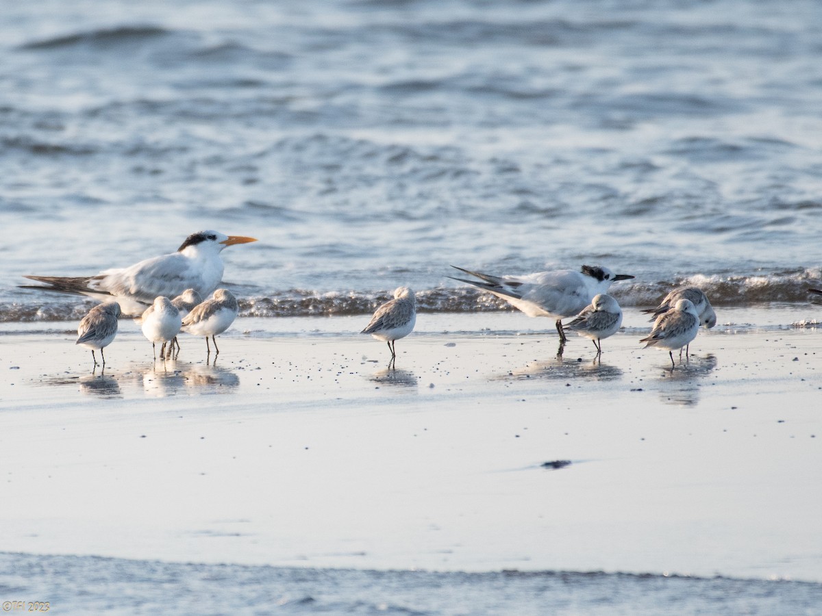 Royal Tern - ML612170232