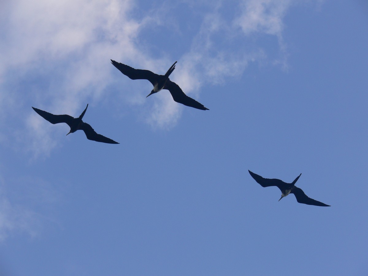 Magnificent Frigatebird - ML612170252