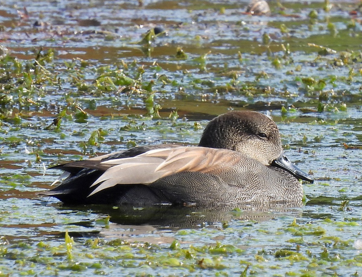 Gadwall - Lisa Hardcastle