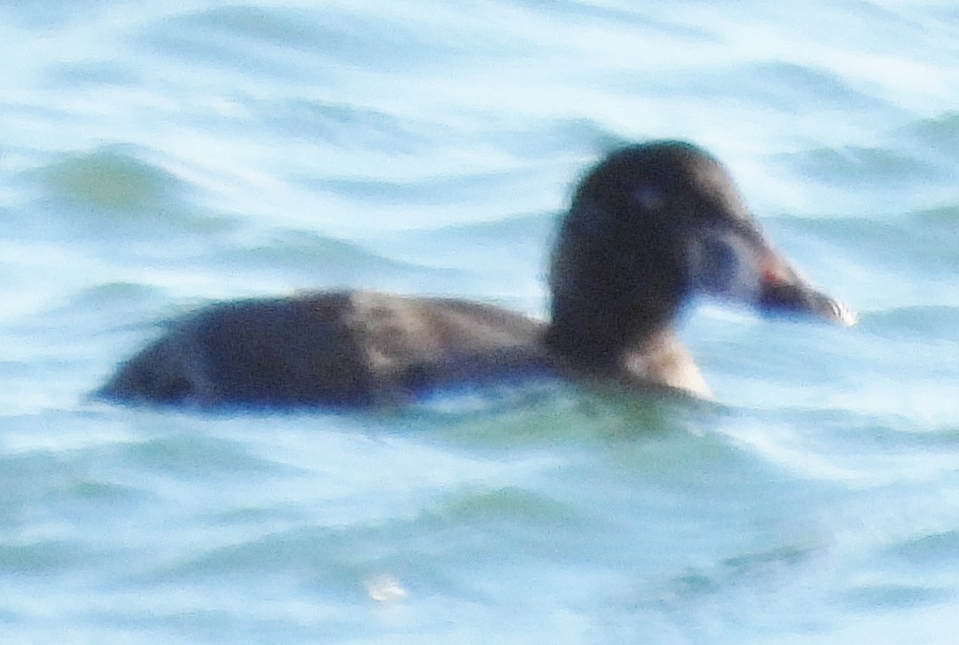 Surf Scoter - alan murray