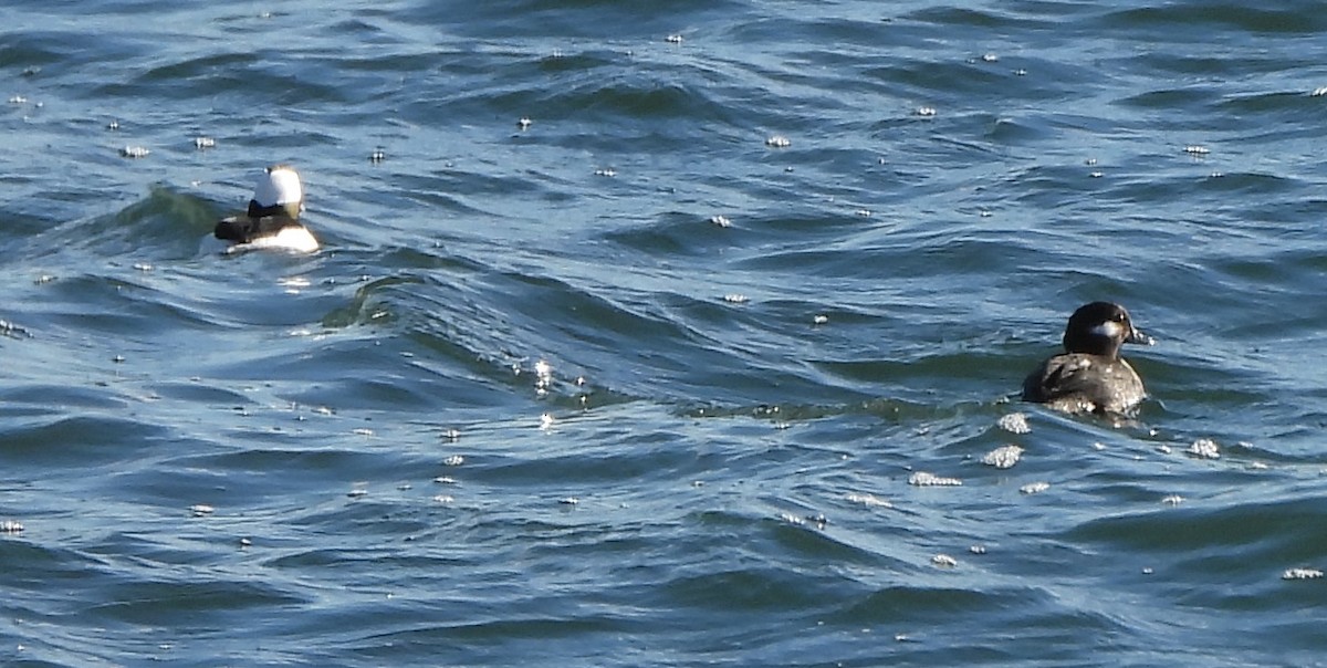 Bufflehead - alan murray