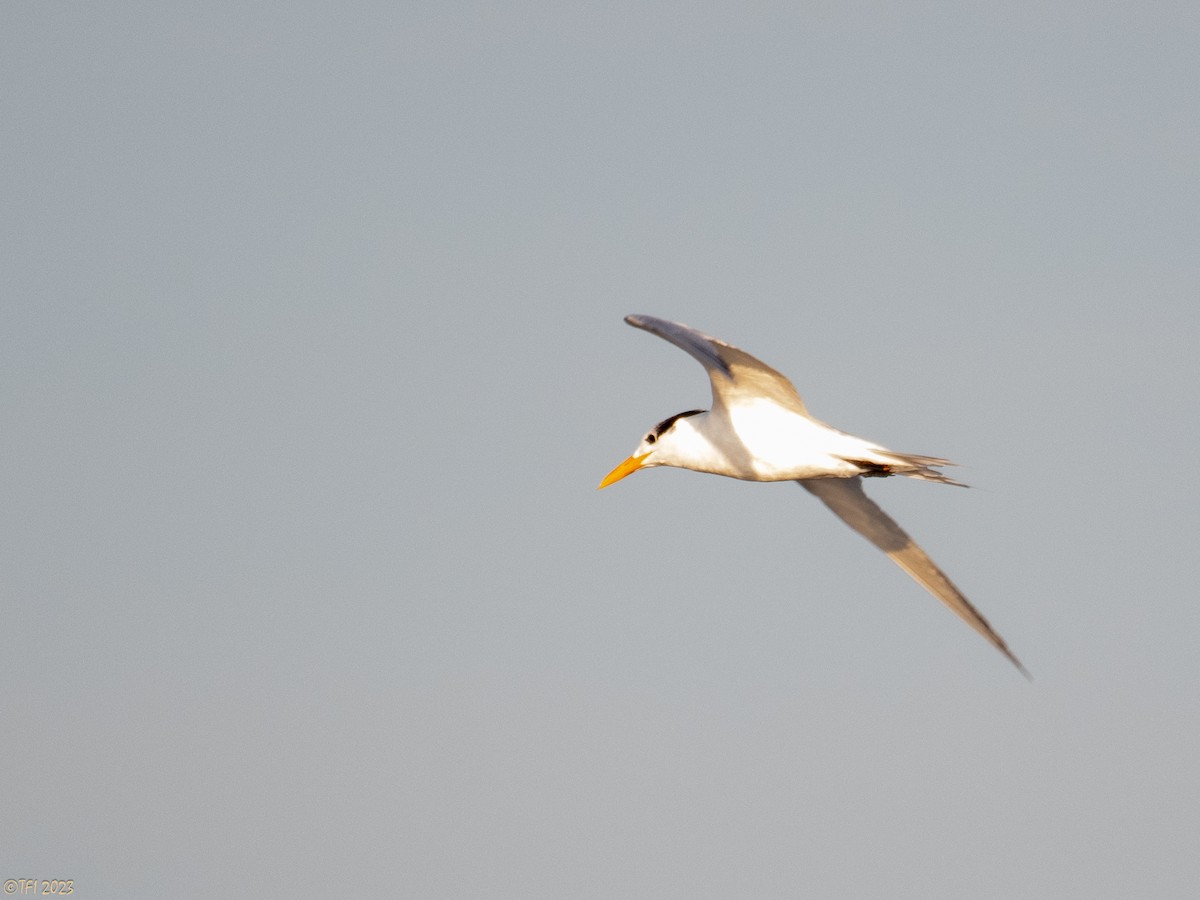 Royal Tern - ML612170314