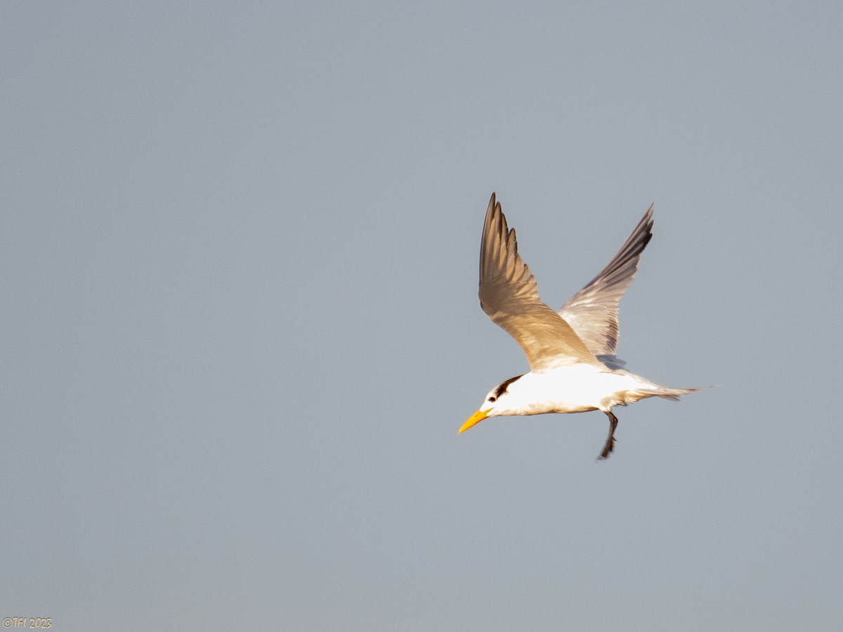 Royal Tern - ML612170317