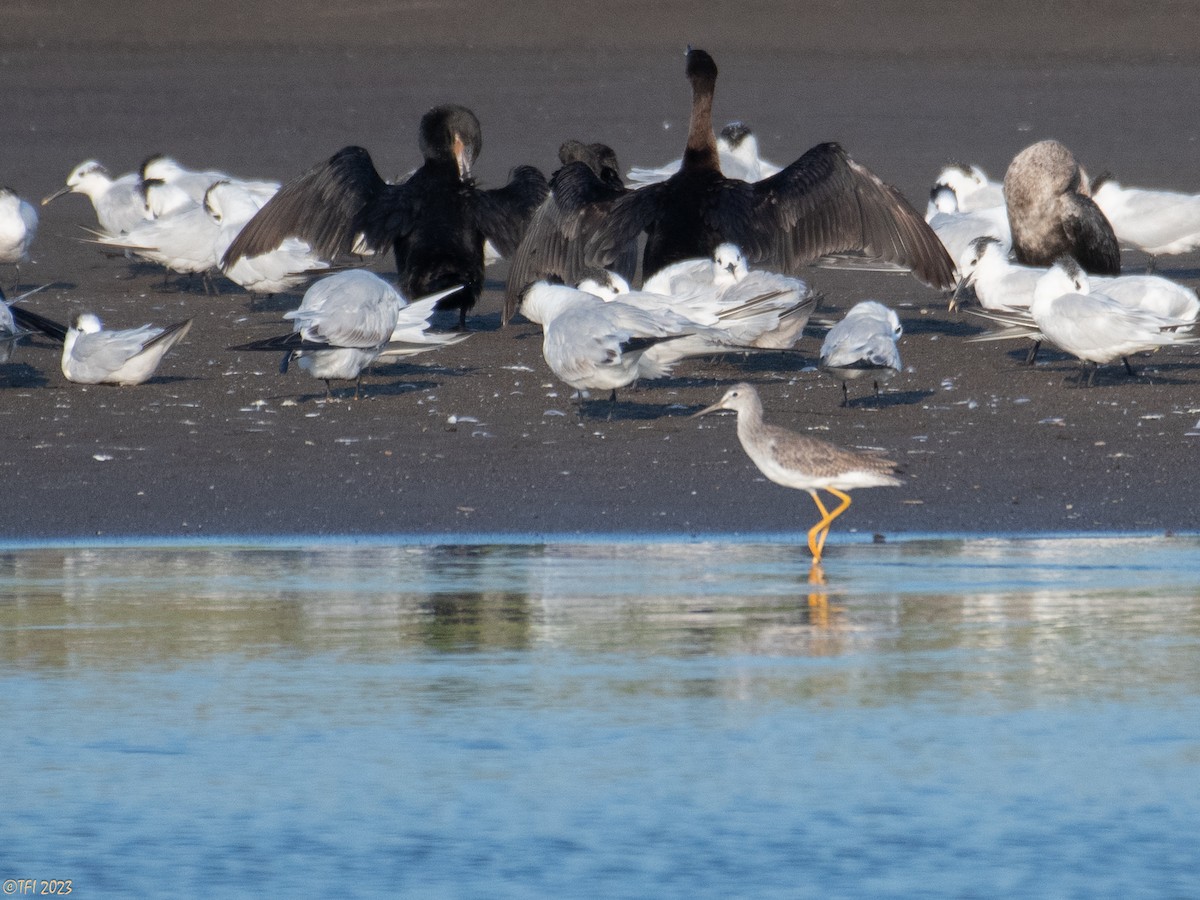 Greater Yellowlegs - ML612170362