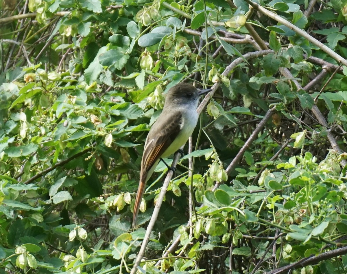 Dusky-capped Flycatcher - ML612170410