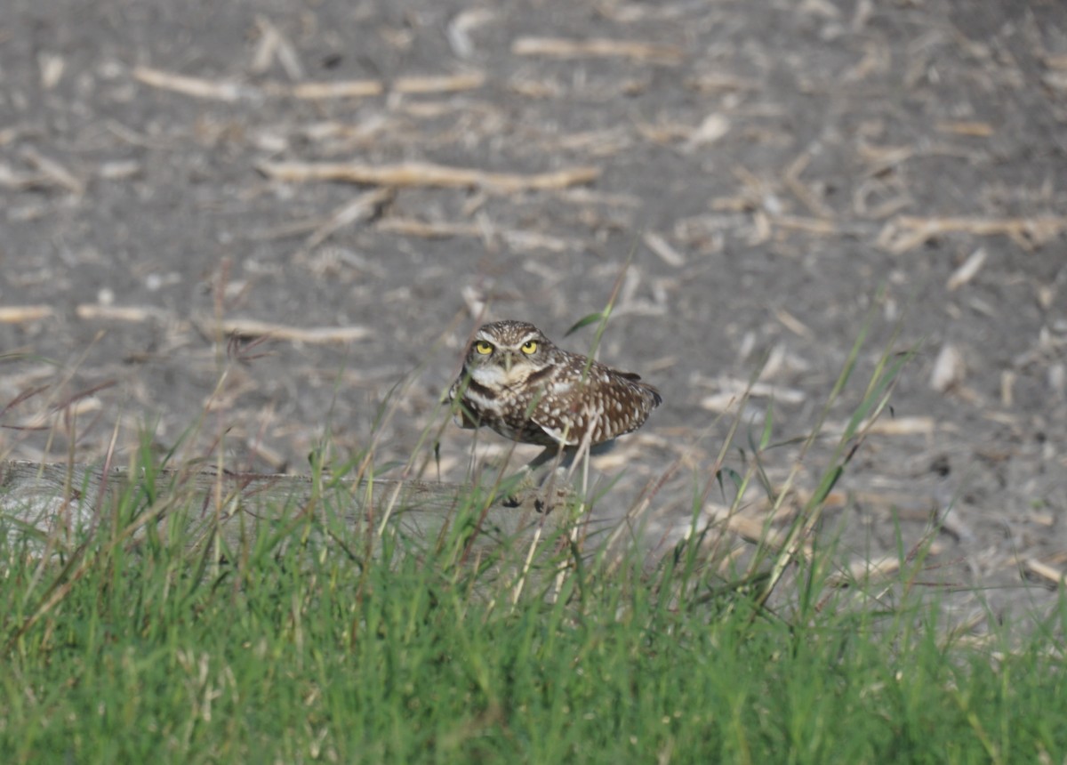 Burrowing Owl - ML612170434