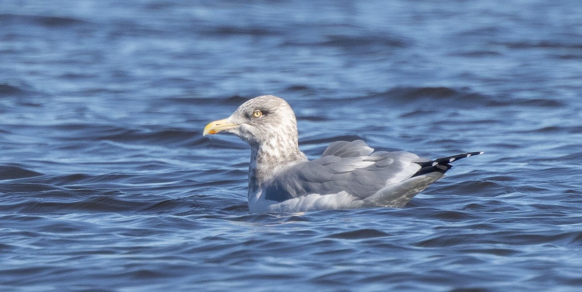 Herring Gull - Nick Ramsey