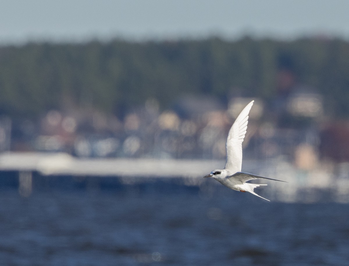 Forster's Tern - Nick Ramsey