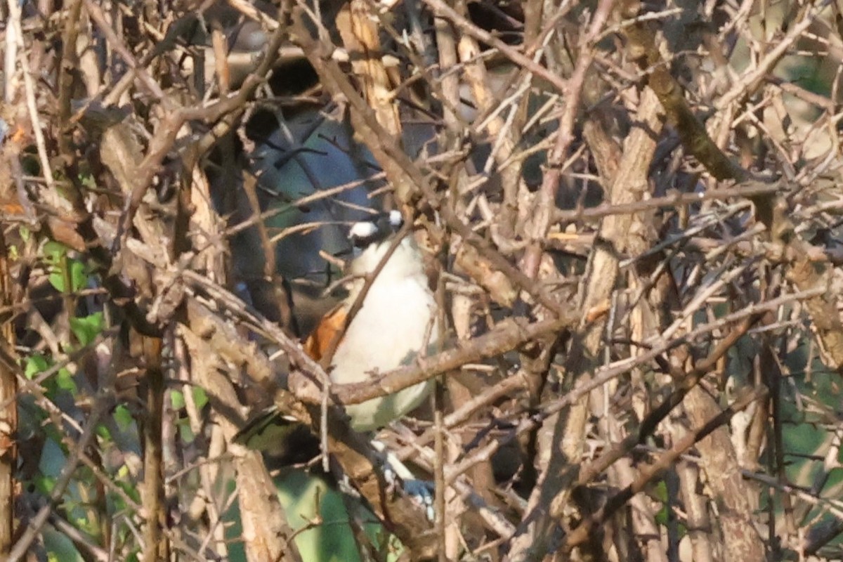 Black-crowned Tchagra (Black-crowned) - Audrey Whitlock