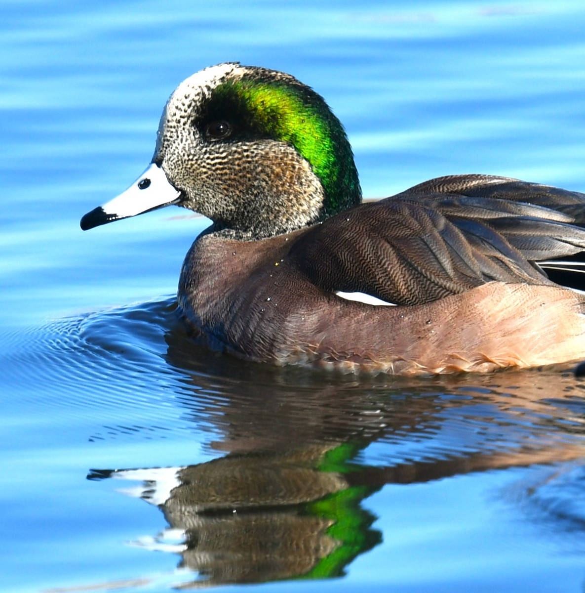 American Wigeon - ML612170560