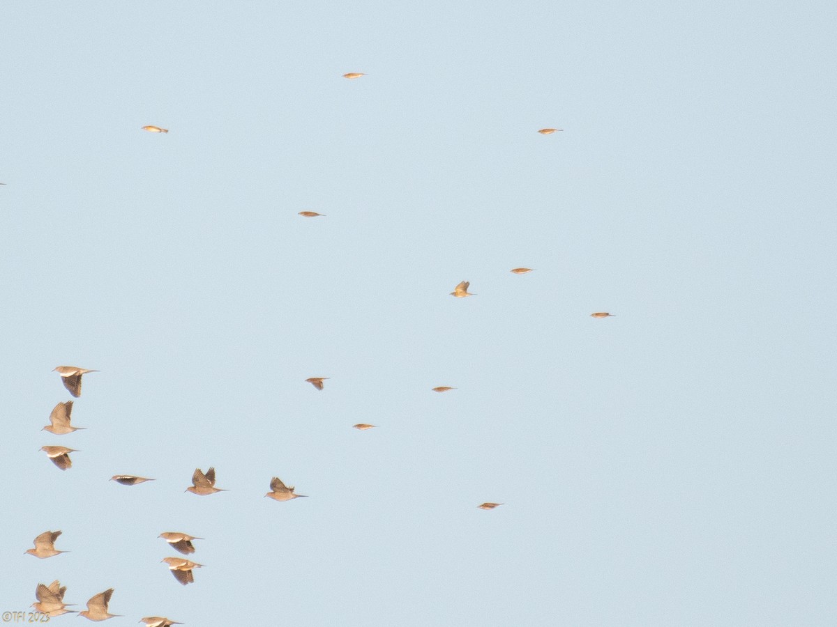 Dickcissel - T I