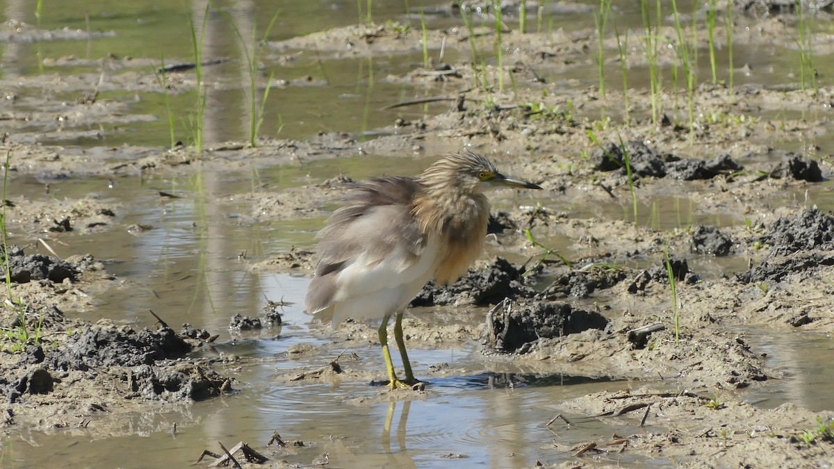 Javan Pond-Heron - ML612170673