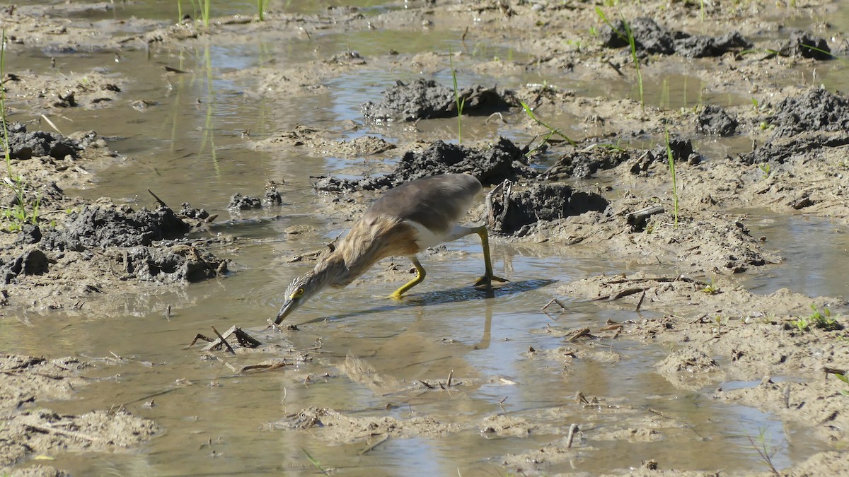 Javan Pond-Heron - ML612170674