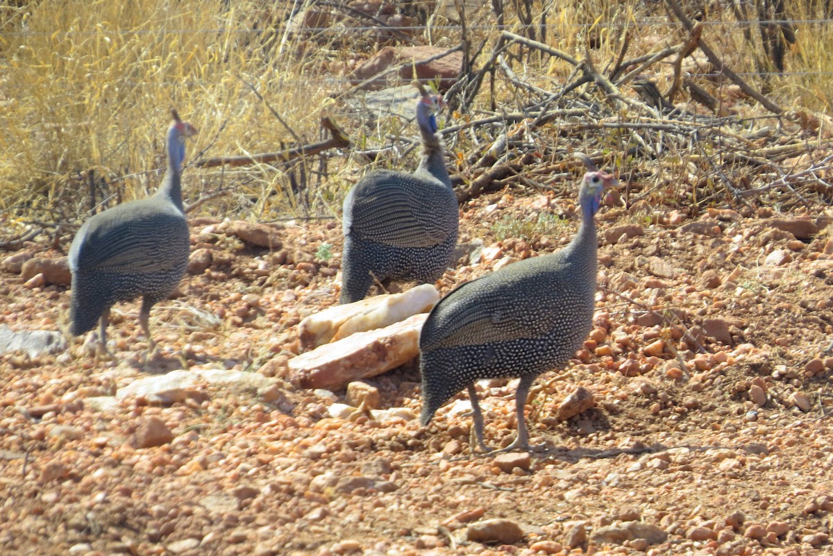 Helmeted Guineafowl - ML612170682