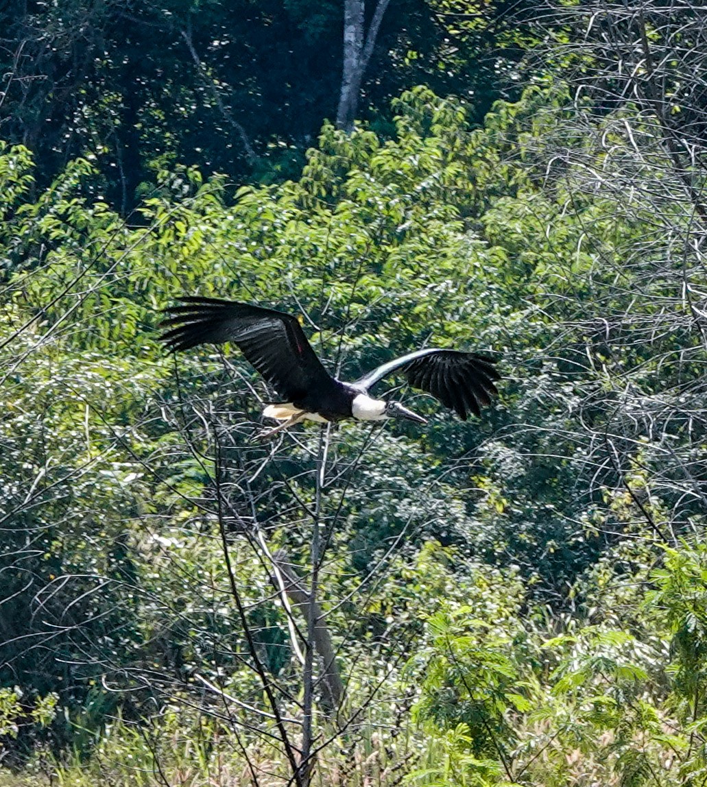 Asian Woolly-necked Stork - ML612170711