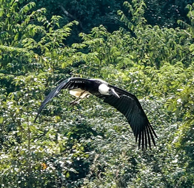 Asian Woolly-necked Stork - ML612170712