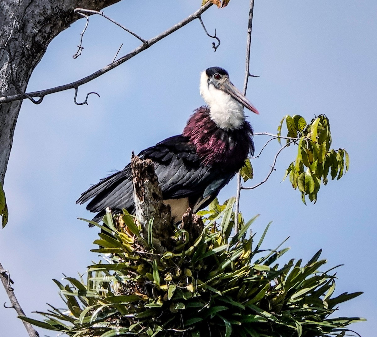 Asian Woolly-necked Stork - ML612170715