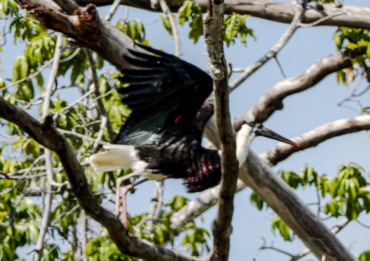 Asian Woolly-necked Stork - ML612170716